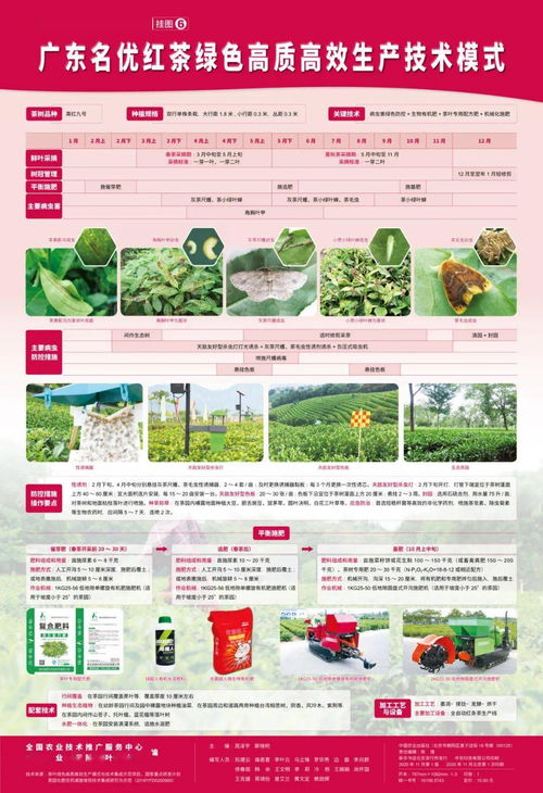 茶葉綠色高質(zhì)高效生產(chǎn)模式 圖文并茂，一學(xué)就會